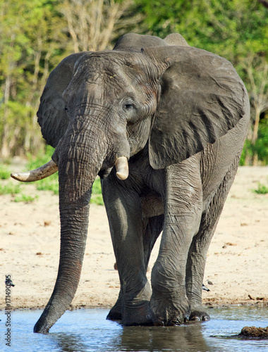 Large Bull Elephant drinking from a waterhole in Maklolo Plans  Zimbabwe