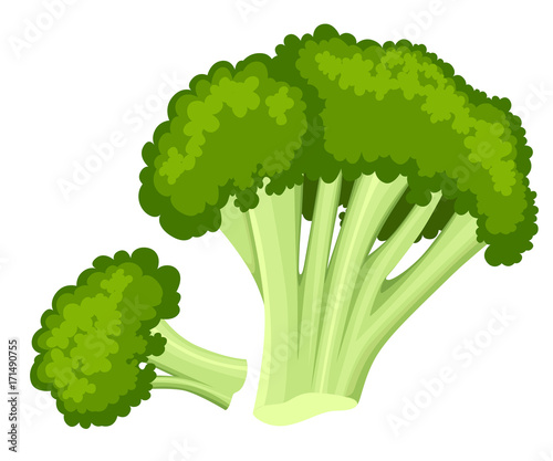 Bright vector collection of colorful broccoli. Fresh cartoon different vegetable isolated on white background used for magazine book poster card menu cover pages. Web site page and mobile app design