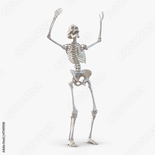 Human Female Skeleton on white. 3D illustration © 2dmolier