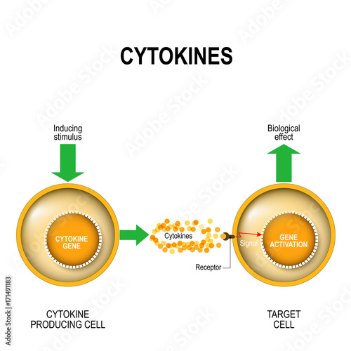 Cytokines photo