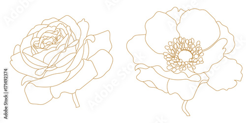 Set of golden graphical flowers, anemone, poppy, rose. Vector.