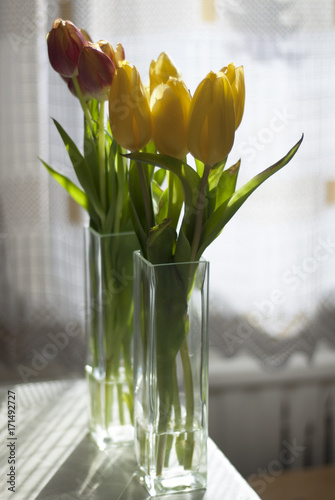 delicate tulips