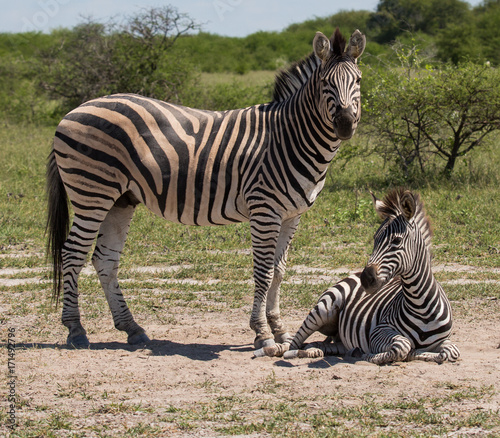 Zebra and baby on ground