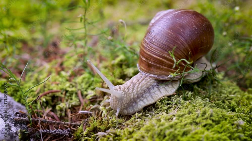 Helix pomatia also Roman snail, Burgundy snail Helix pomatia also Roman snail, Burgundy snail