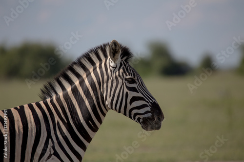 Zebra Profile single zebra
