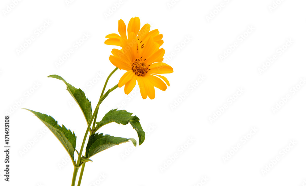 Obraz premium Yellow flower isolated