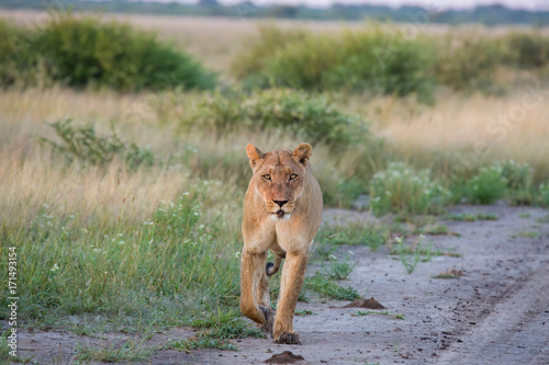 Sunrise Lioness returning from Successful Hunt