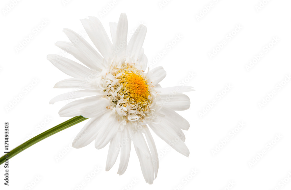 Obraz premium chamomile flower isolated
