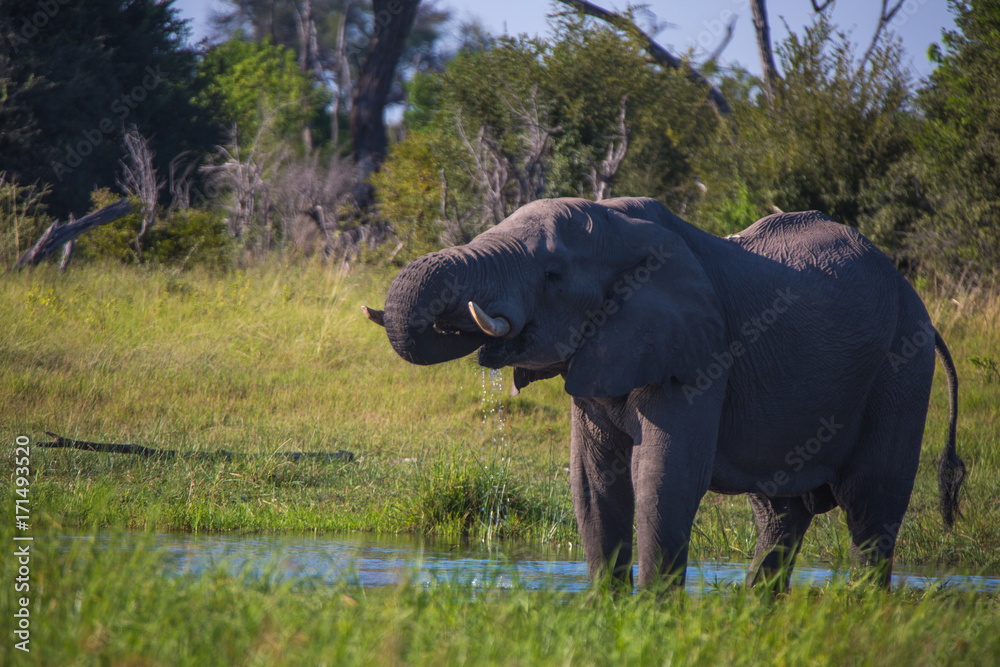 Obraz premium Male Bull Elephant in field drinking water