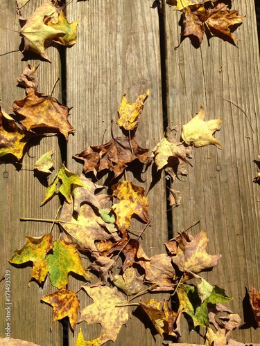 Leaves on decking