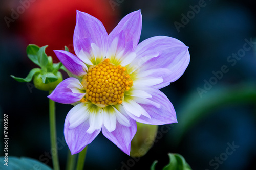 Large open pink purple and white flower with a yellow centre blooming in late summer