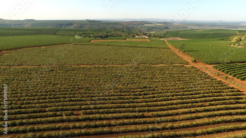 Aerial view coffee plantation in Minas Gerais state - Brazil