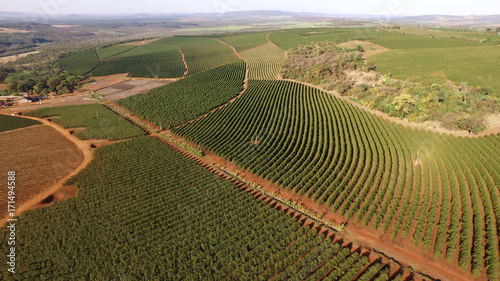 Aerial view coffee plantation in Minas Gerais state - Brazil © paulovilela