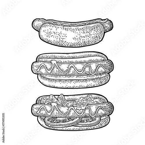 Hotdog with tomato, mustard, leave lettuce. Vector engraving