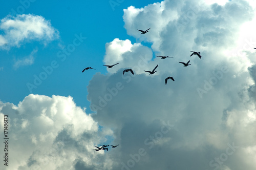Birds and clouds