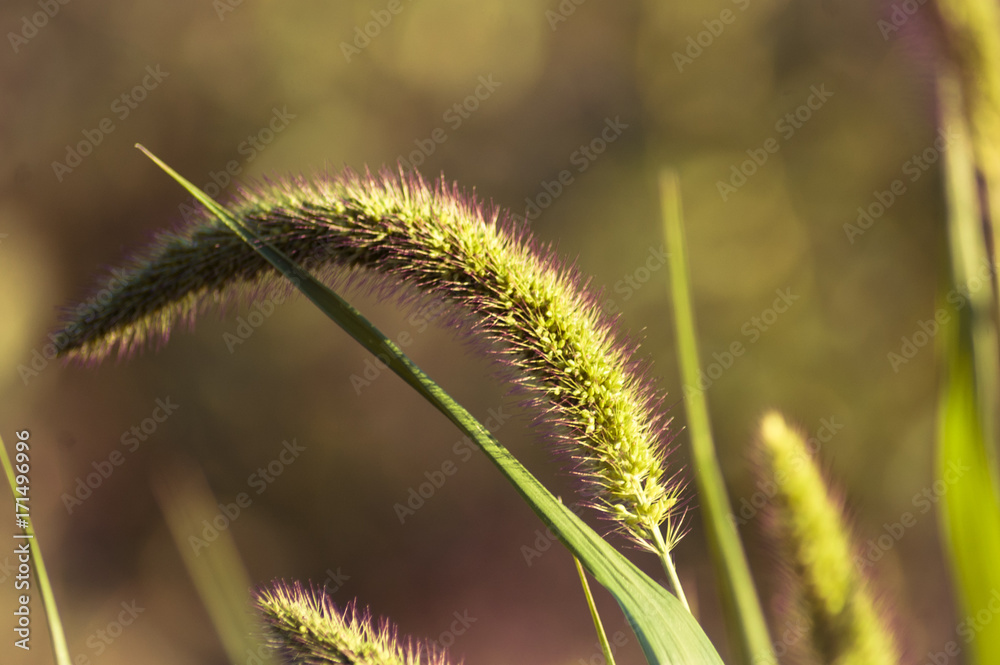 Wild Grass in Sunshine