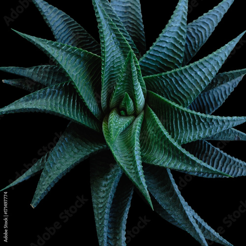 Wallpaper Mural agave leaves closeup on black background Torontodigital.ca