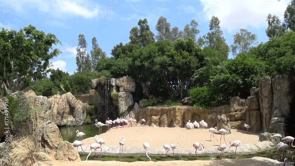 Flamingos birds resting near the waterfall in tropical forest Flamingos birds resting near the waterfall in tropical forest