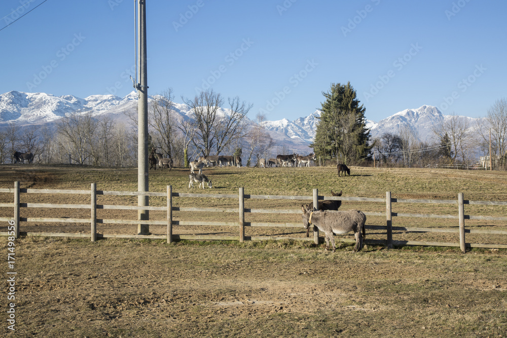 Obraz premium recinto asini