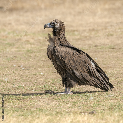 black vulture