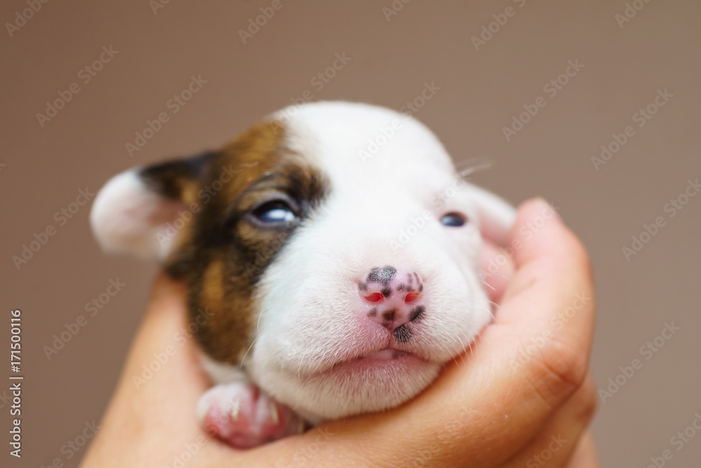 Jack Russell Terrier Puppy Jack Russell Terrier Puppy