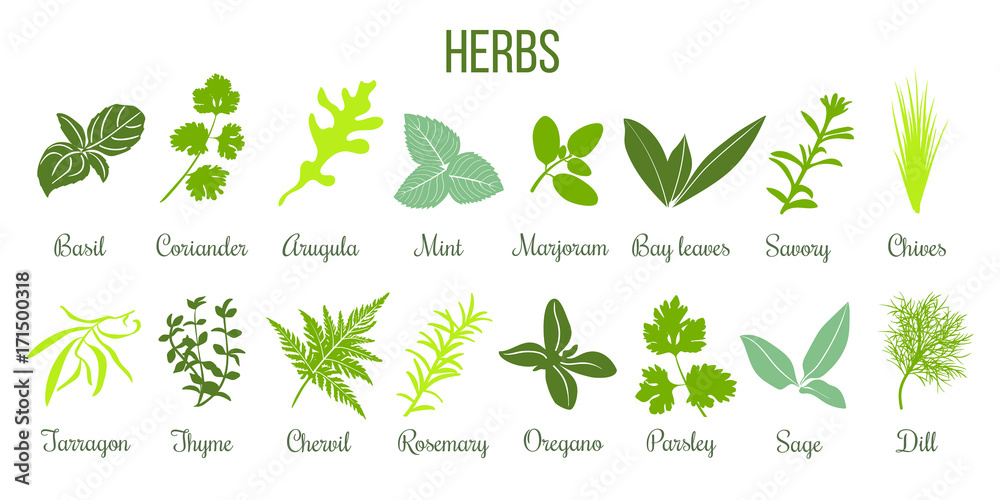 Big icon set of flat culinary herbs. sage, thyme, rosemary, basil Stock