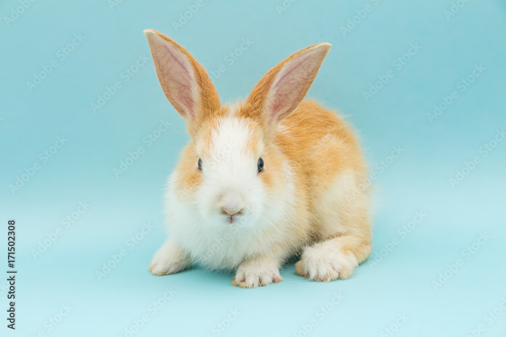 Adorable conejo Adorable conejo