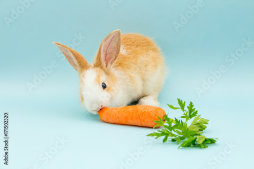 Adorable conejo photo