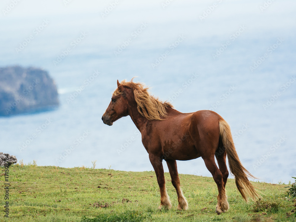 Obraz premium 与那国馬