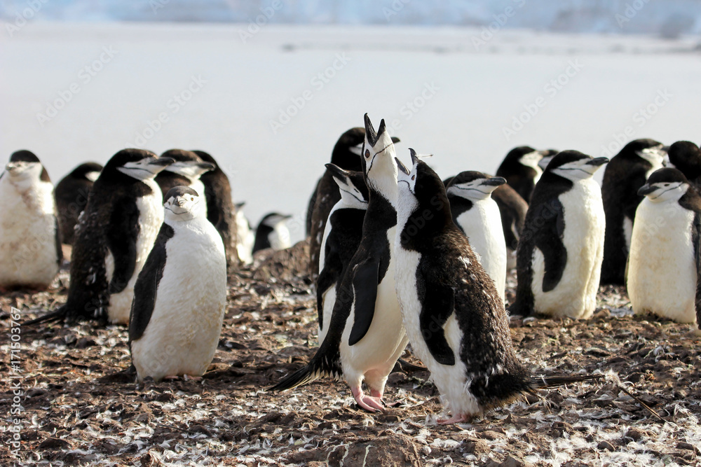 Obraz premium Wild chinstrap penguins standing on Antarctica Peninsula
