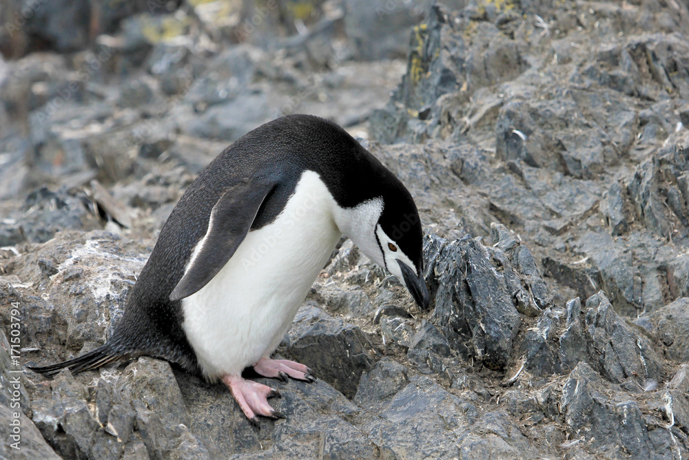 Fototapeta premium Wild chinstrap penguins standing on Antarctica Peninsula