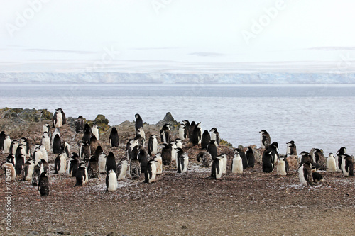 Wild chinstrap penguins standing on Antarctica Peninsula