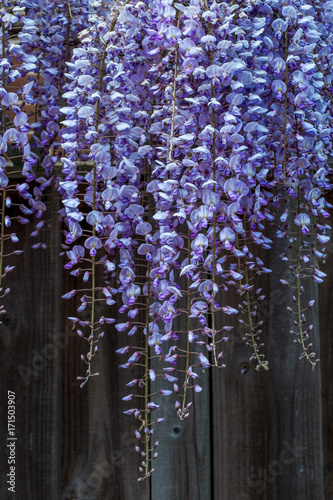 Wisteria hanging down a garden fence