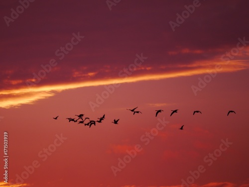 evening red flying wild geese