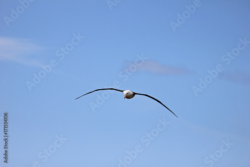 Flying Black Browed Albatross, thalassarche melanophris, Falkland Islands, Islas Mavinas photo