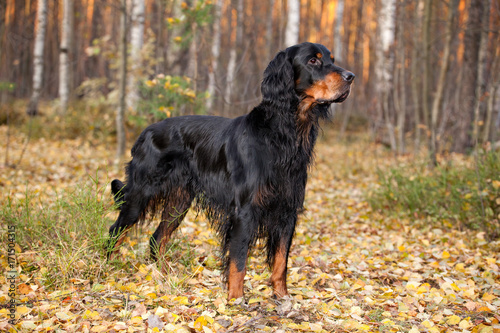 Gordon Setter hunting in the autumn forest