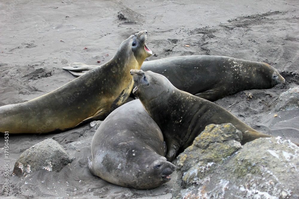 Fototapeta premium Elephant Seals, Mirounga Leonina, Antarctic Peninsula Antarctica