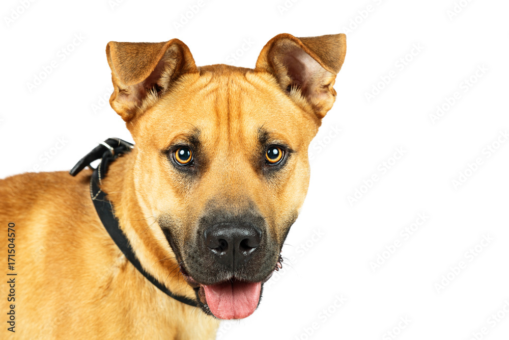 Cute Large Breed Yellow Dog Closeup