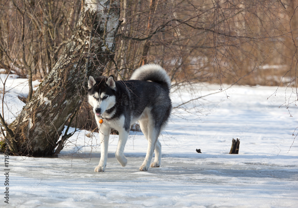 Dog breed Siberian Husky is on the frozen snow-covered pond