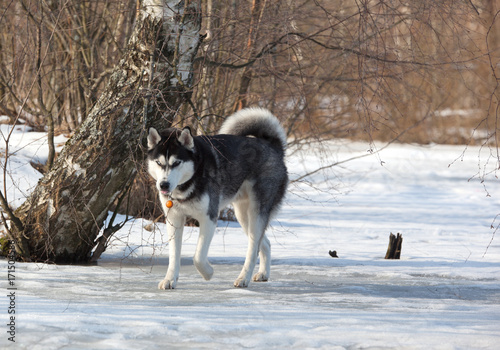 Dog breed Siberian Husky is on the frozen snow-covered pond © annatronova