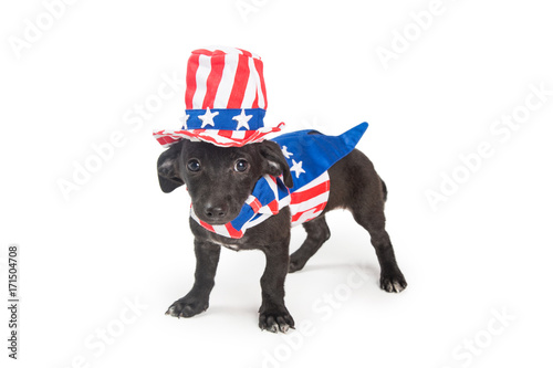 Fototapeta Naklejka Na Ścianę i Meble -  Funny American Patriotic Puppy Dog