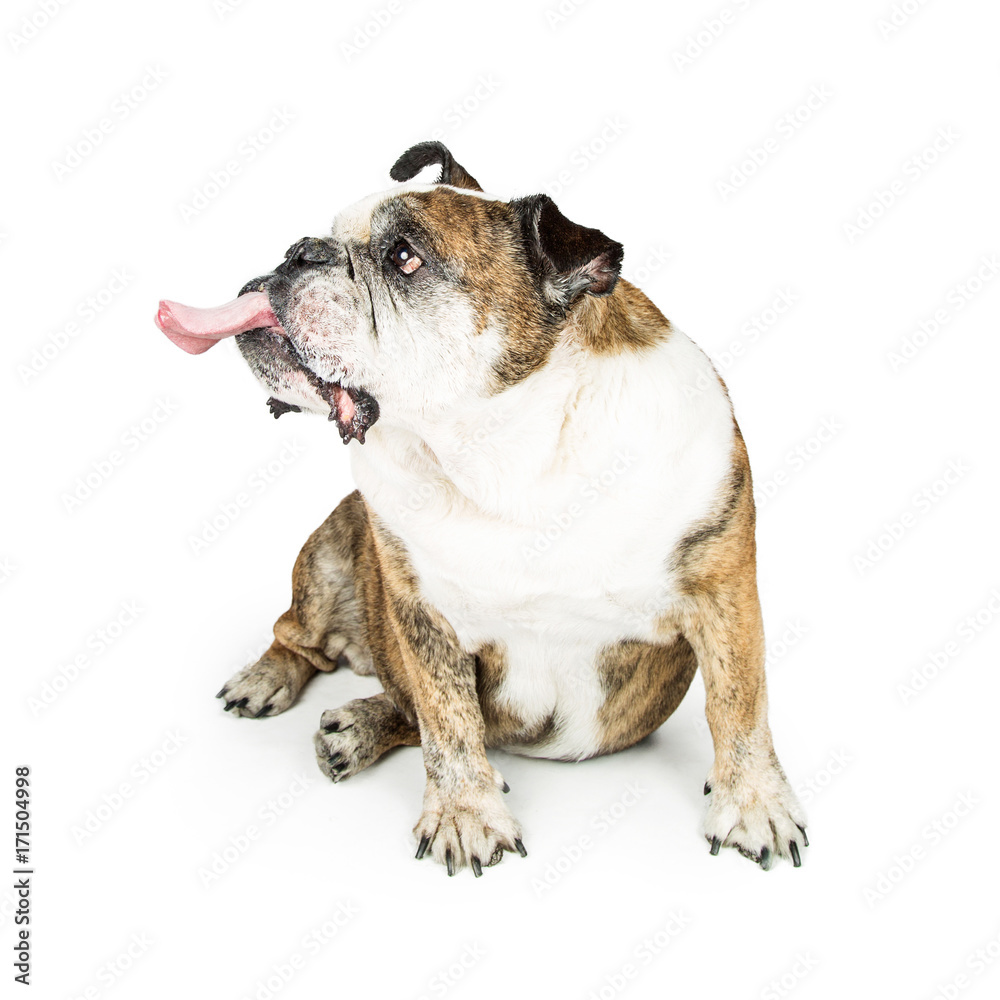 Funny Bulldog Sticking Tongue Out