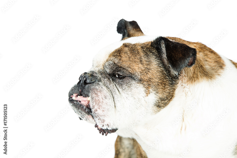 Funny Dog Scowling Closeup