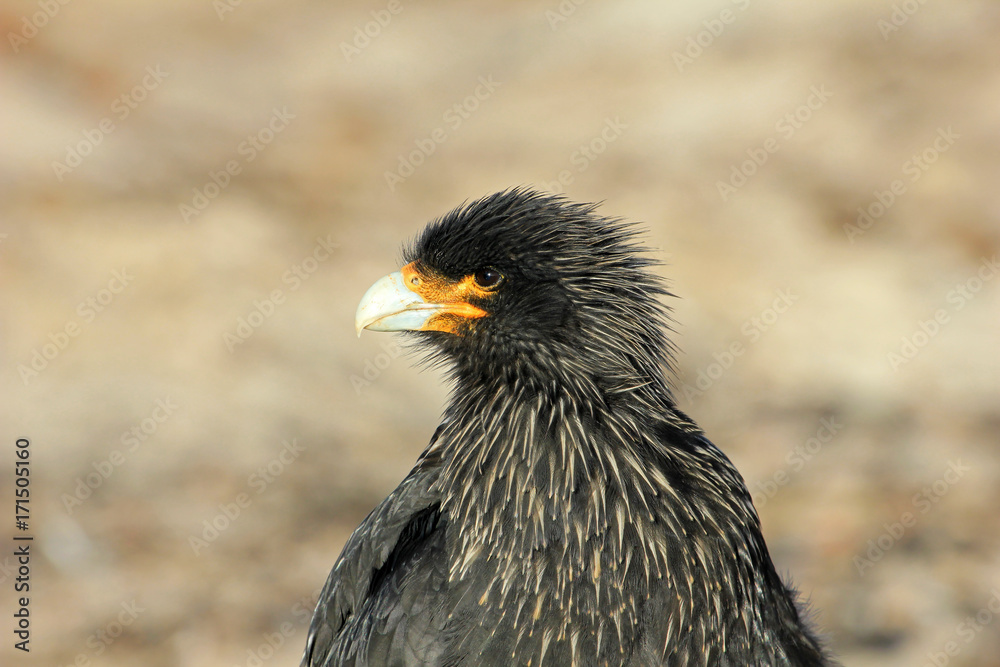 Obraz premium Striated Caracara, phalcoboenus australis, Falkland Islands Islas Malvinas
