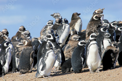 Magellanic Penguin group, spheniscus magellanicus, Falkland Islands, Islas Malvinas