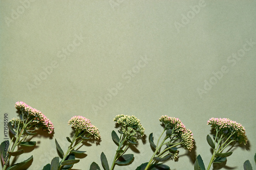 Tableau sur toile Border Frame made of Inflorescences of stonecrops