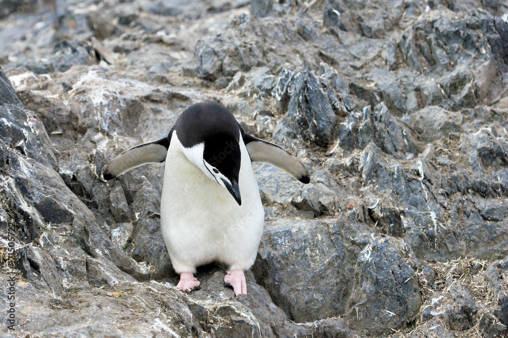 Fototapeta premium Wild chinstrap penguins standing on Antarctica Peninsula