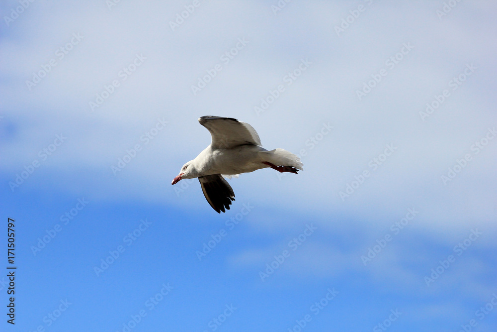 Flying Dolphin Gull, leucophaeus scoresbii Falkland Islands, Malvinas Flying Dolphin Gull, leucophaeus scoresbii Falkland Islands, Malvinas
