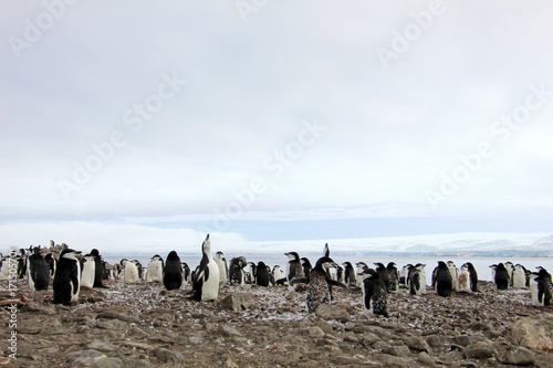 Wild chinstrap penguins standing on Antarctica Peninsula photo