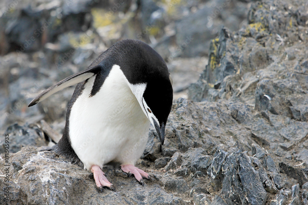 Naklejka premium Wild chinstrap penguins standing on Antarctica Peninsula